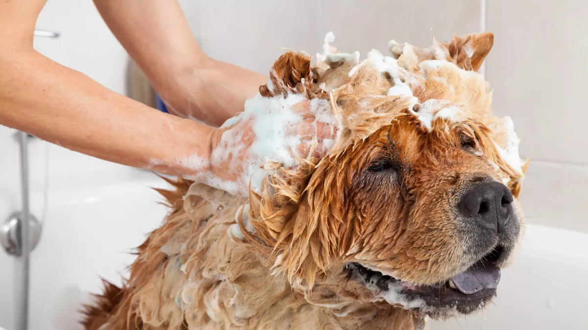 À quelle fréquence faut-il laver son chien ?