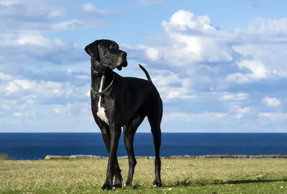 Races de grand chien : quelles sont les 10 races à connaître ?