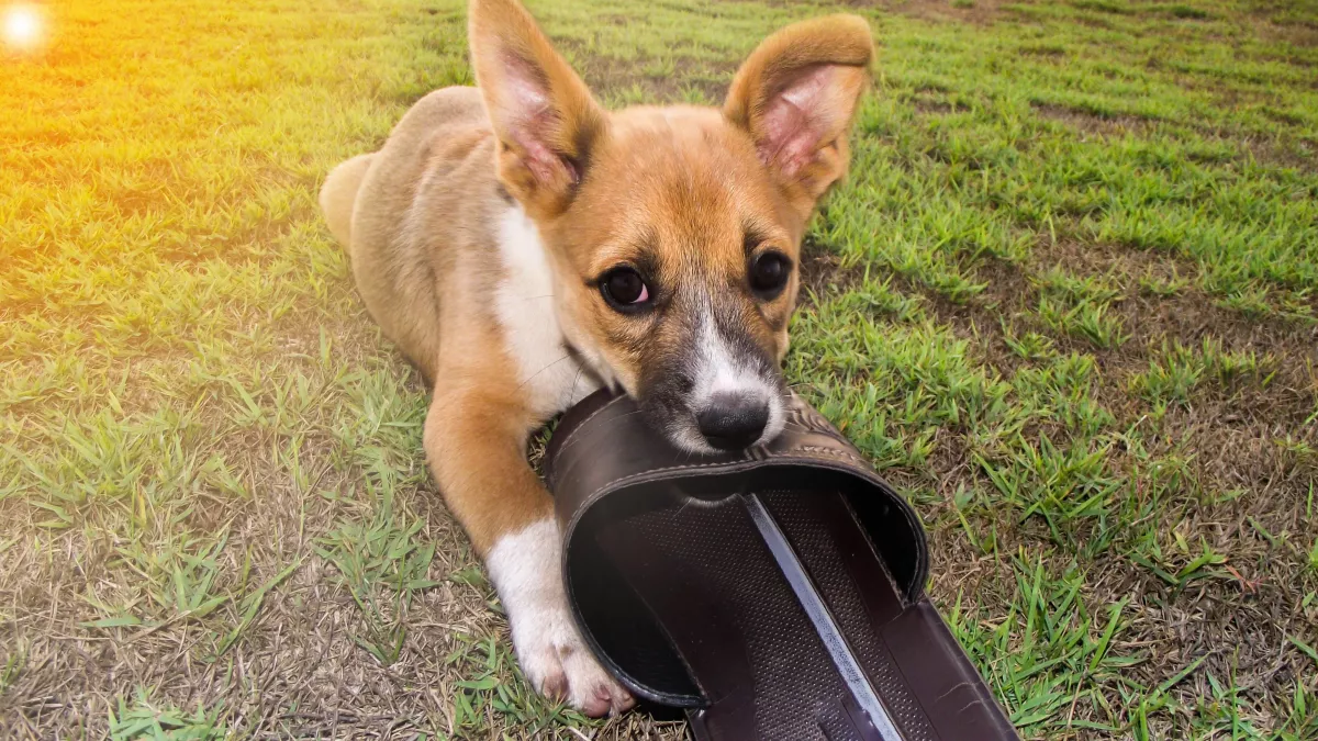 Mon chien est destructeur, que faire ?