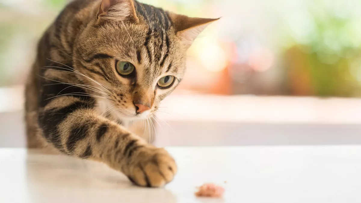 Les signes de bonne santé chez le chat