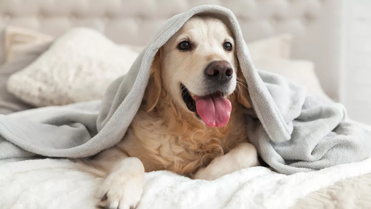 Soigner son chien avec les médecines douces