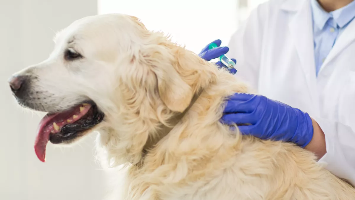 Quels vaccins doit-on faire à son chien ?