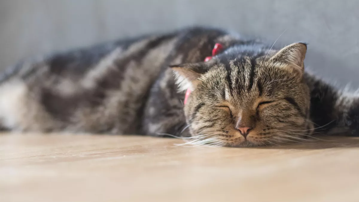 10 signes qui montrent que votre chat est malade