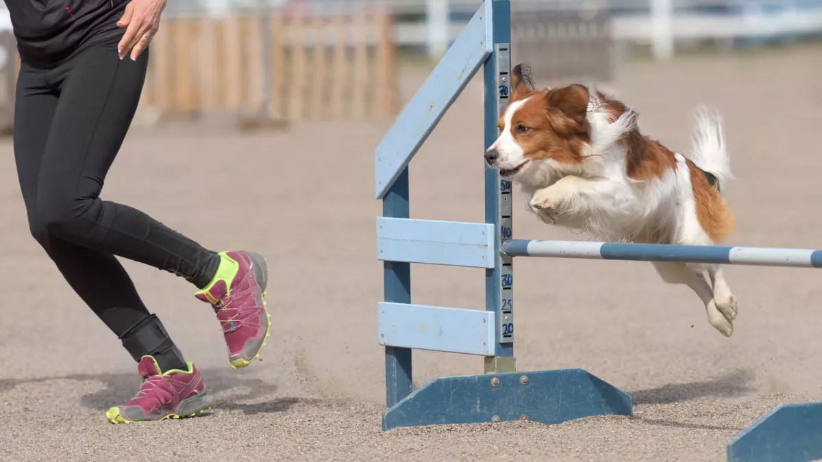 6 activités à faire à l’extérieur avec son chien