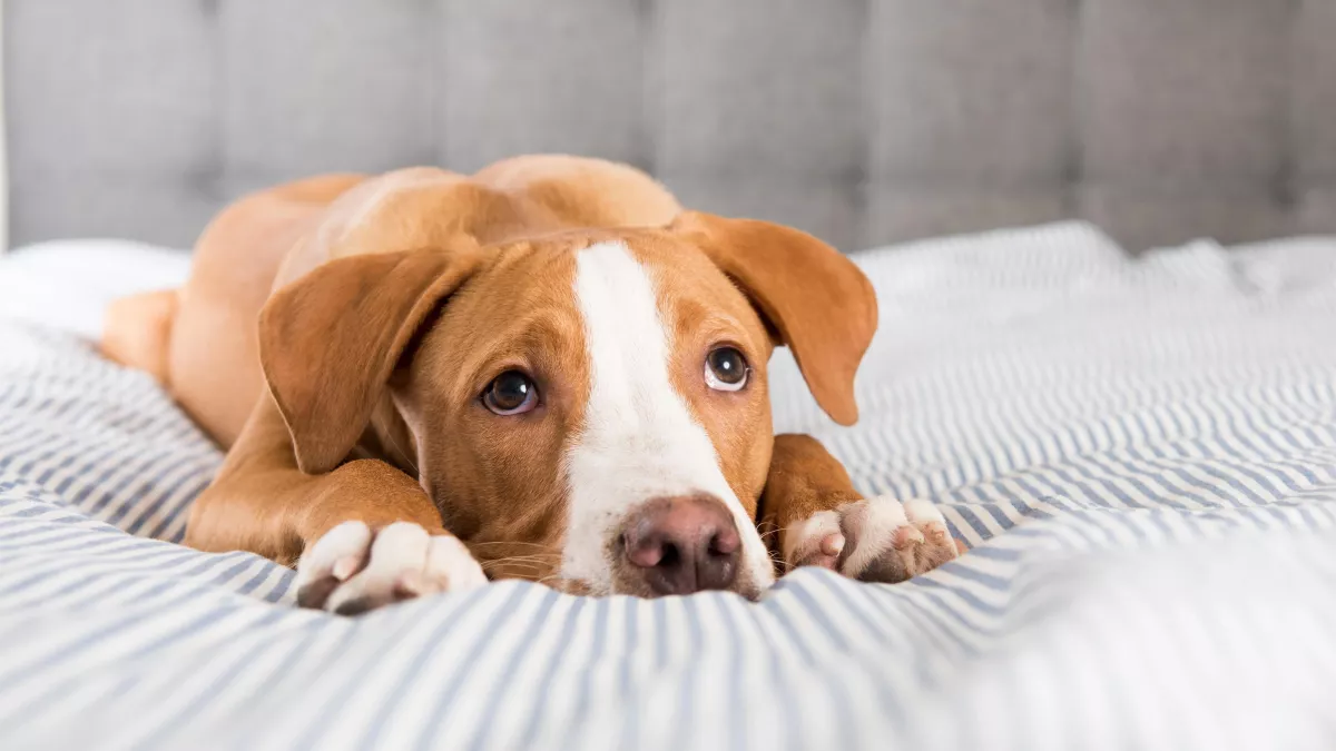 Les 7 signes qui montrent que mon chien ne va pas bien