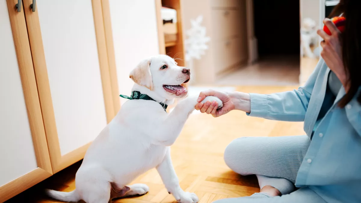 8 activités d’intérieur à faire avec son chien