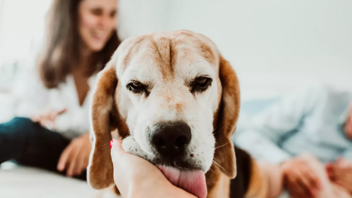 Comment bien accueillir un animal dans sa maison ?