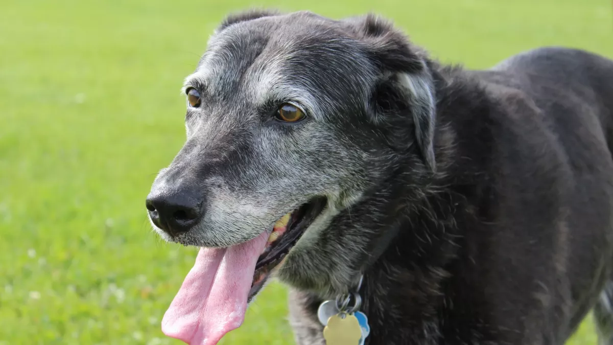 Comment aider son chien à bien vieillir ?