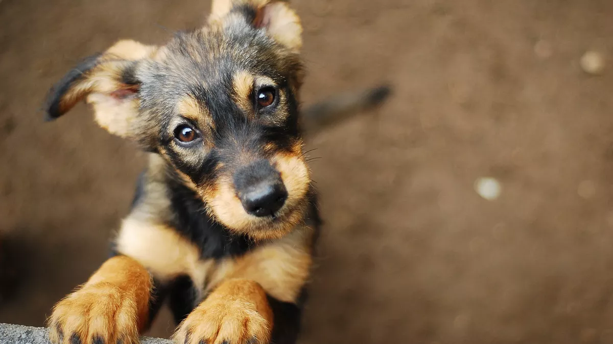 L'anxiété de séparation chez le chien