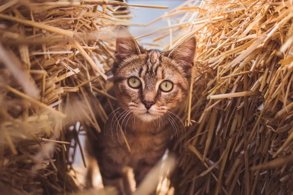 Comment éloigner les chats : tous nos conseils pratiques