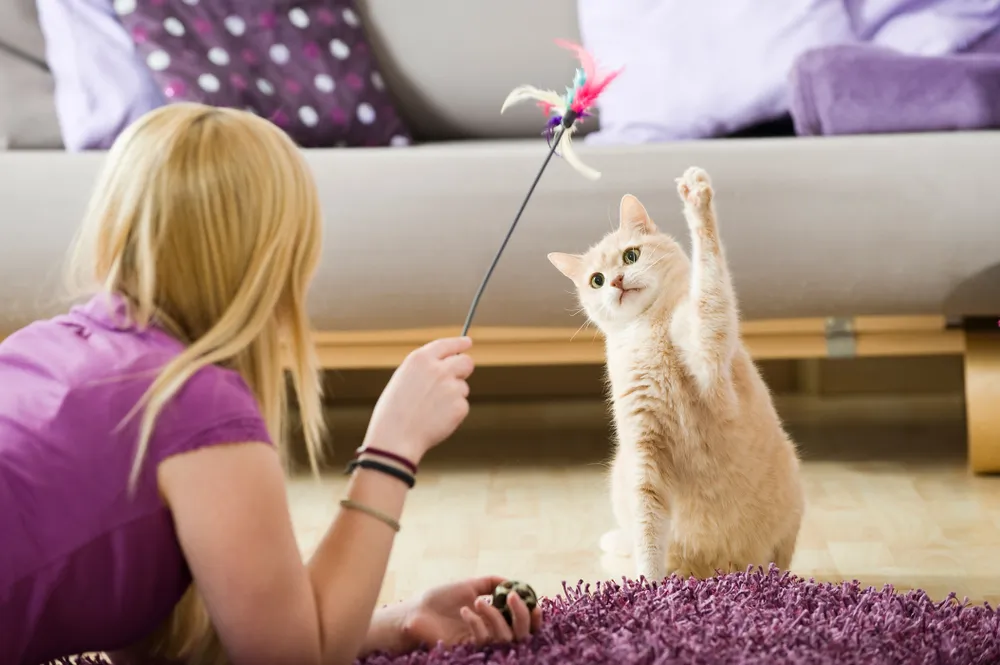 Comment dresser un chat : toutes nos astuces pratiques