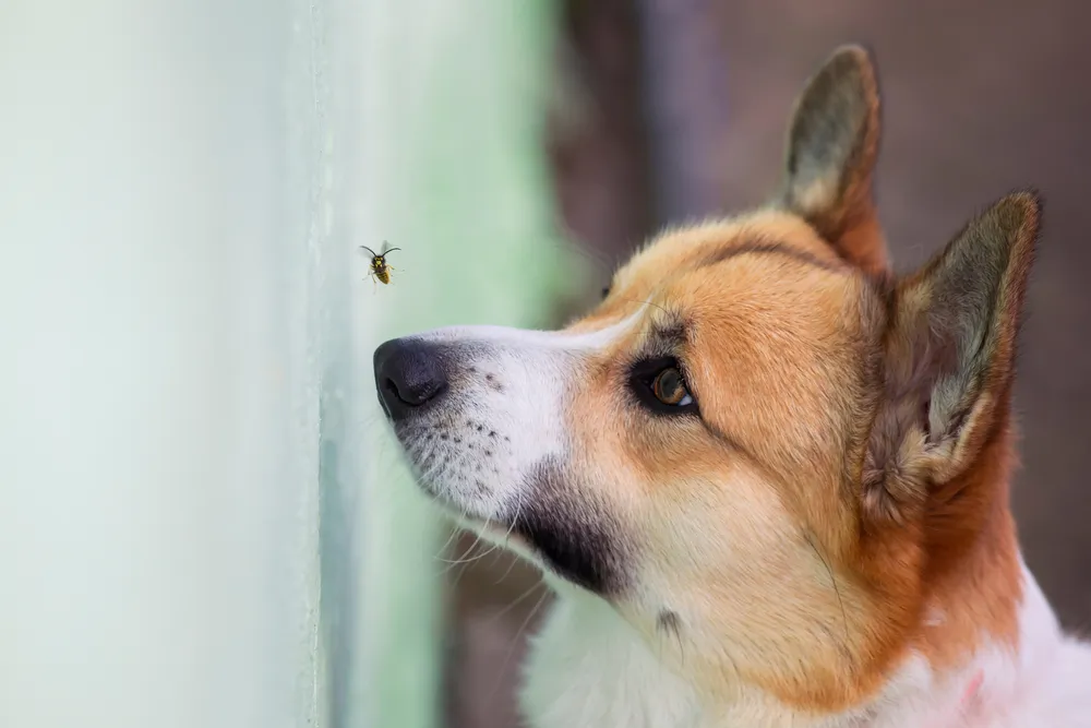 10 dangers de l'été pour son chien