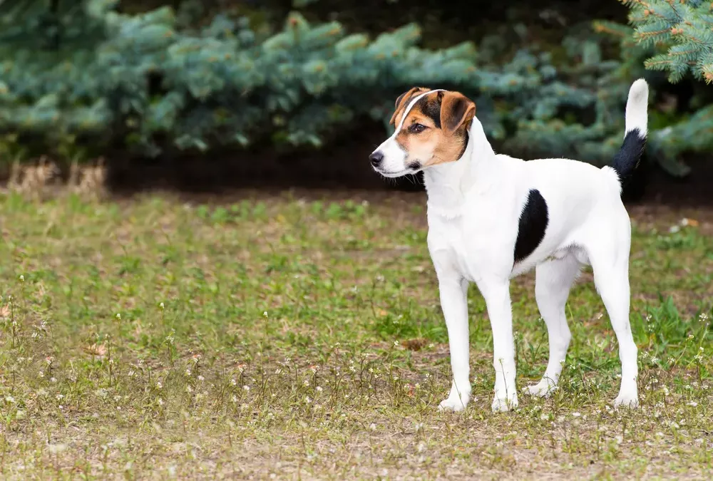 Fox terrier à poil lisse : tout savoir sur cette race