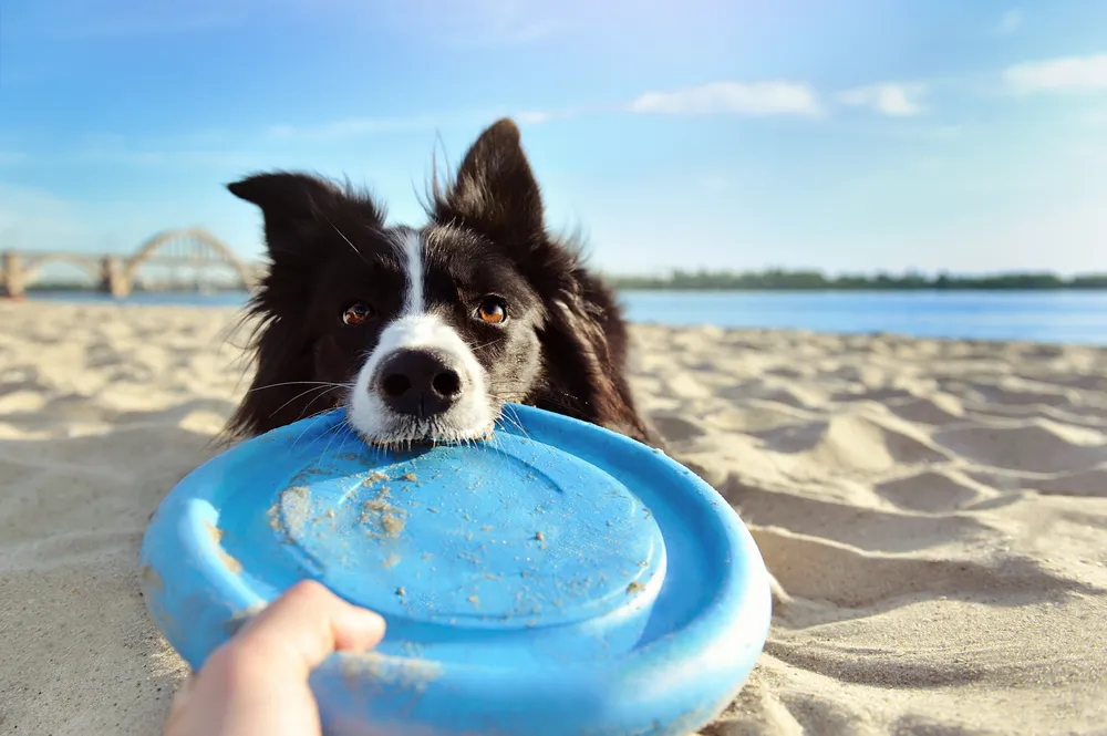 Comment gérer son animal de compagnie pendant les vacances