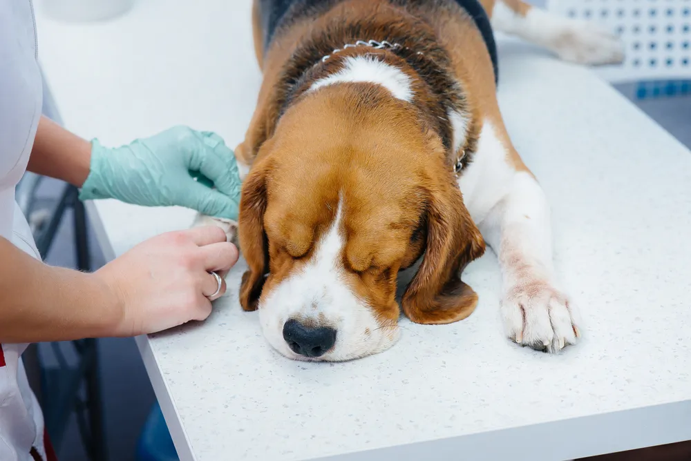 Insuffisance rénale chez le chien