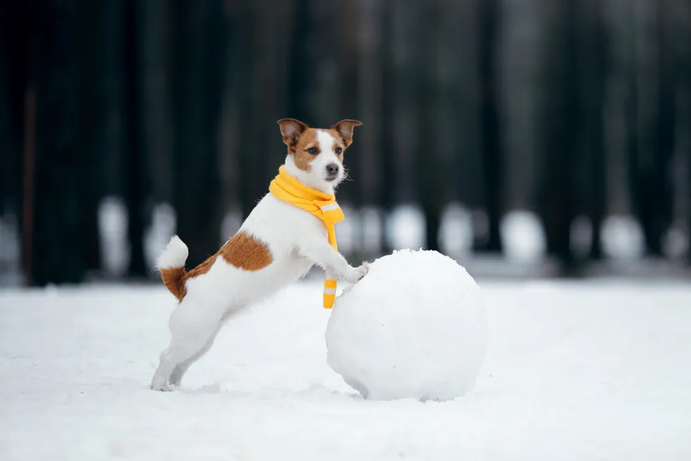 10 conseils pour prendre soin de son chien en hiver