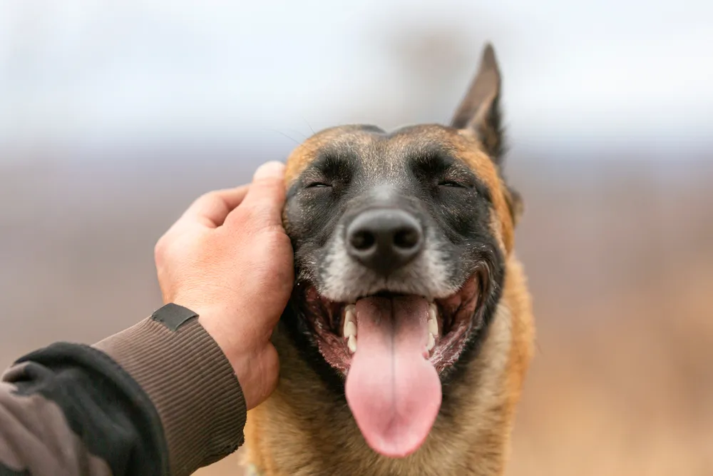 Les animaux, donneurs de leçons... de vie