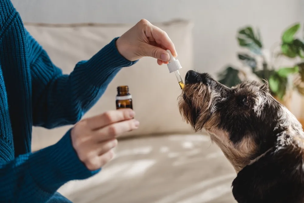 Les médecines douces... pour nos animaux aussi