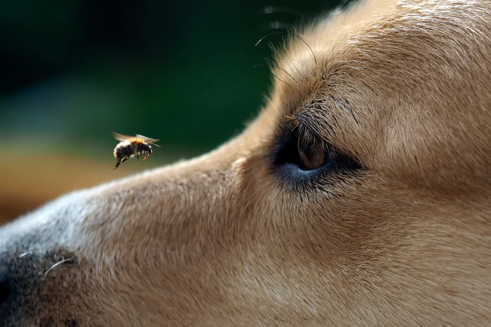 Les bienfaits de l'apithérapie pour nos animaux 