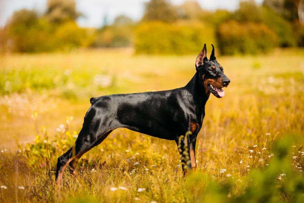 Doberman