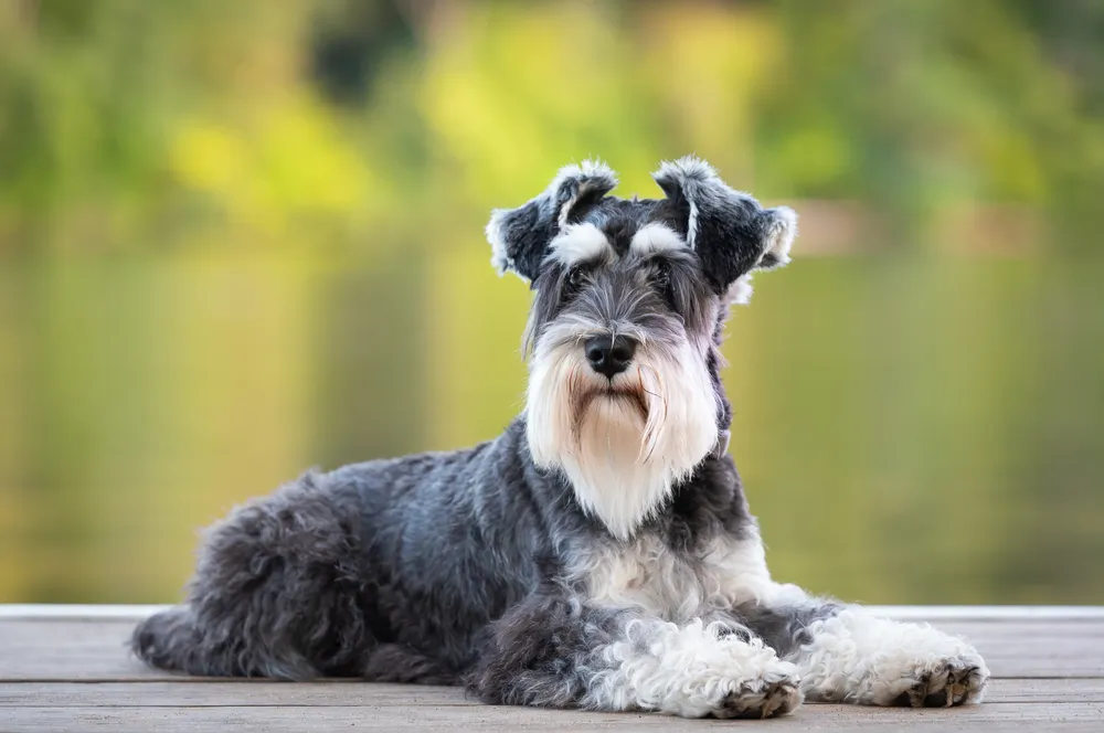 Schnauzer