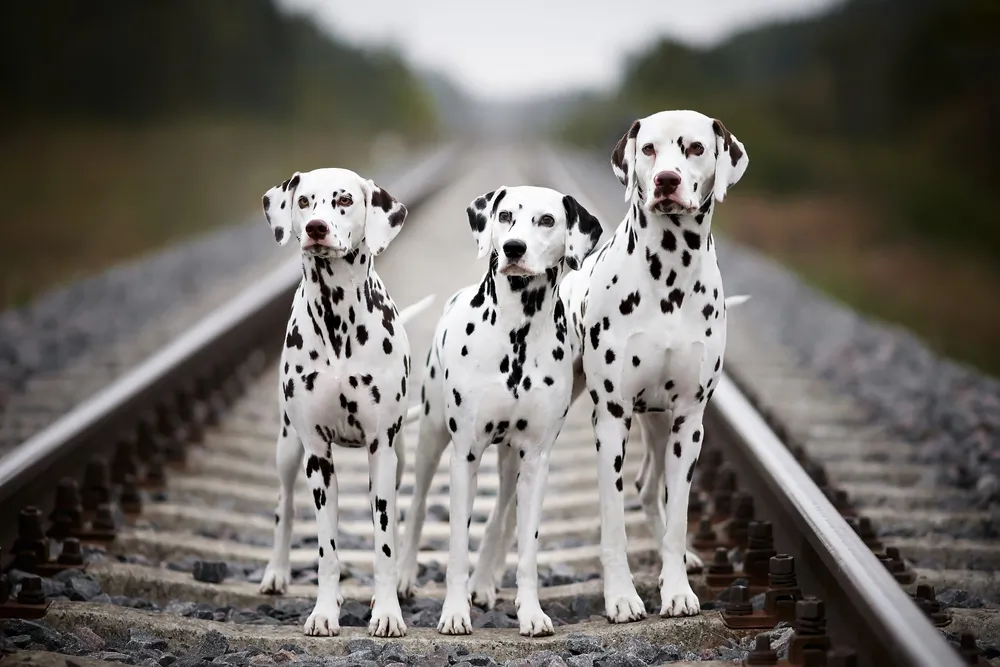 Dalmatien