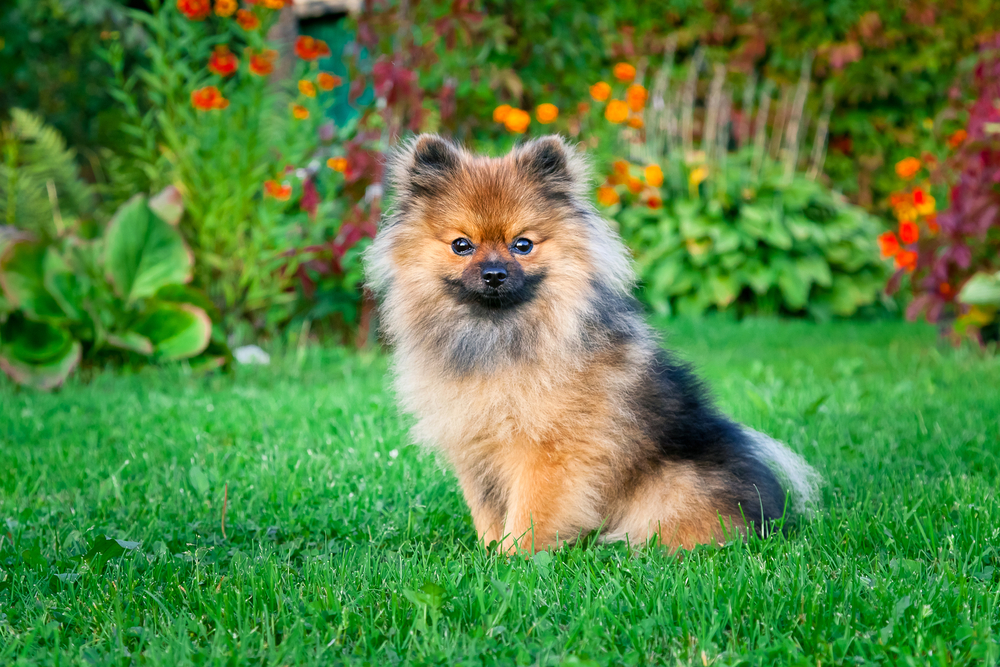 spitz-nain-caract-re-et-sant-du-loulou-de-pom-ranie-la-loupe