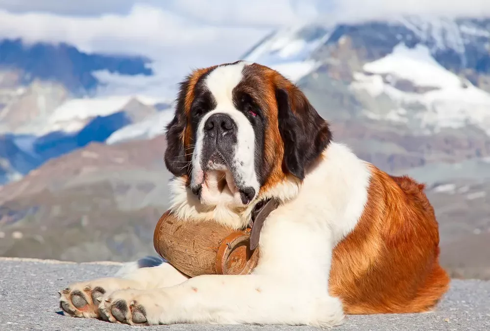 Saint-Bernard