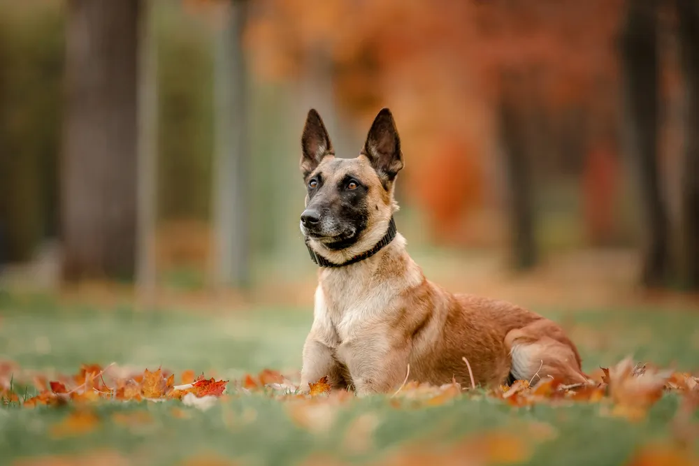 Malinois