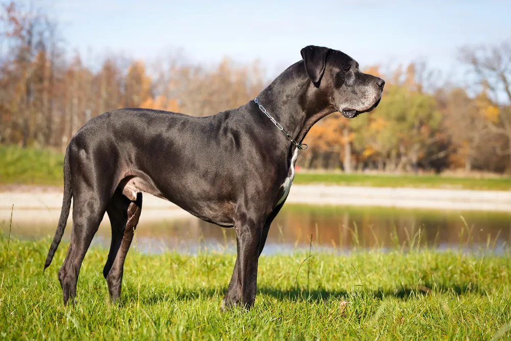 Dogue Allemand