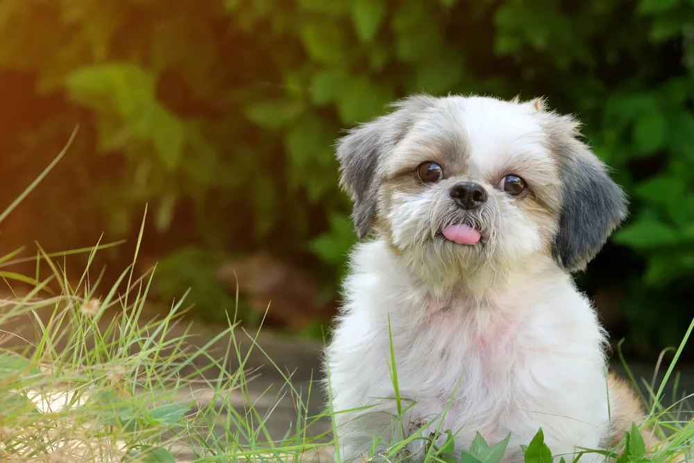 Shih Tzu