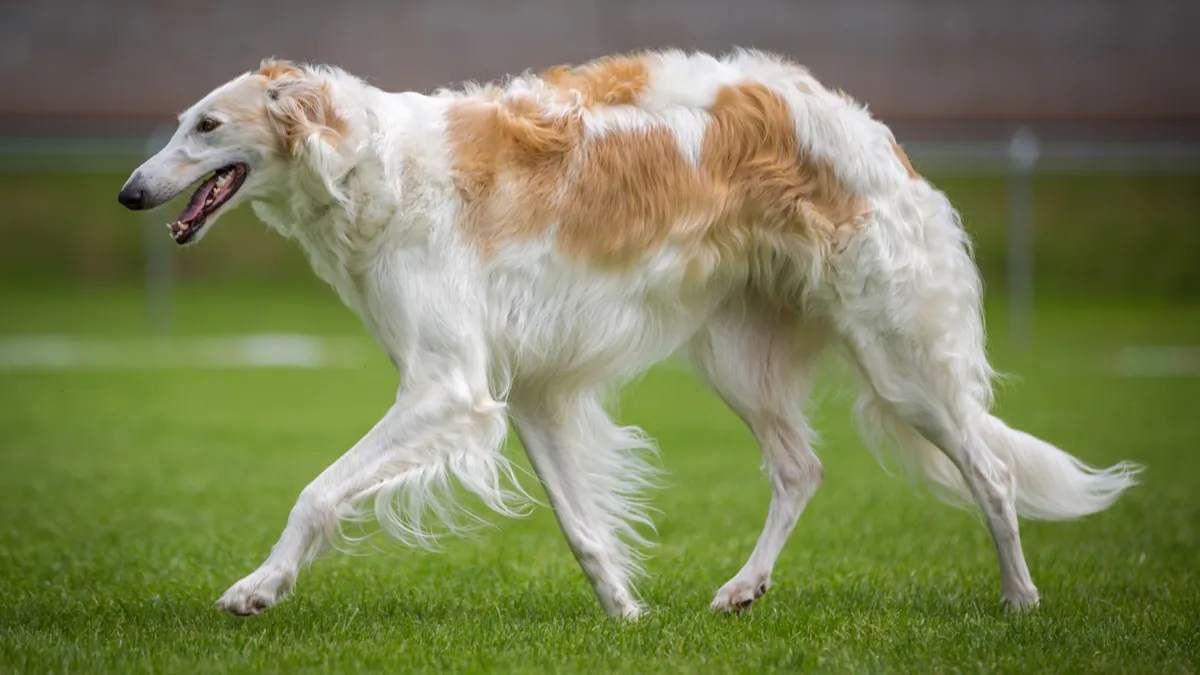 Barzoï, lévrier russe : tout savoir sur cette race de chien