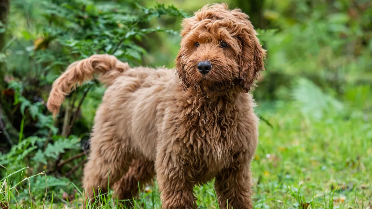 Cockapoo : tout savoir sur cette race de chien