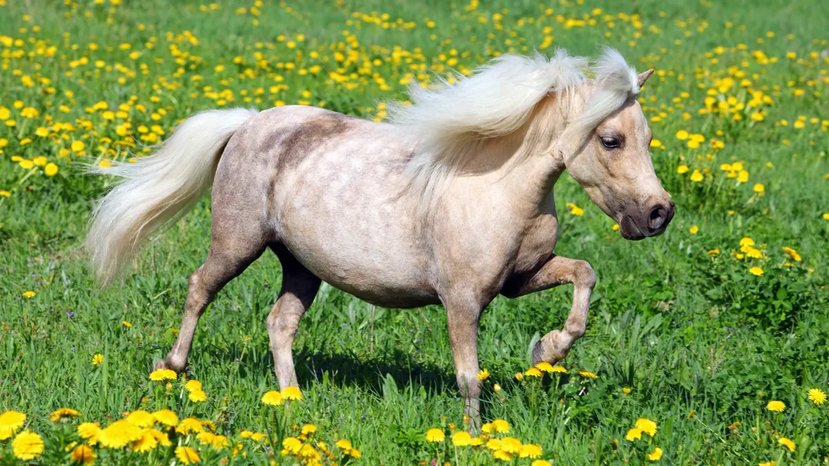 Falabella : tout savoir sur cette race de cheval miniature