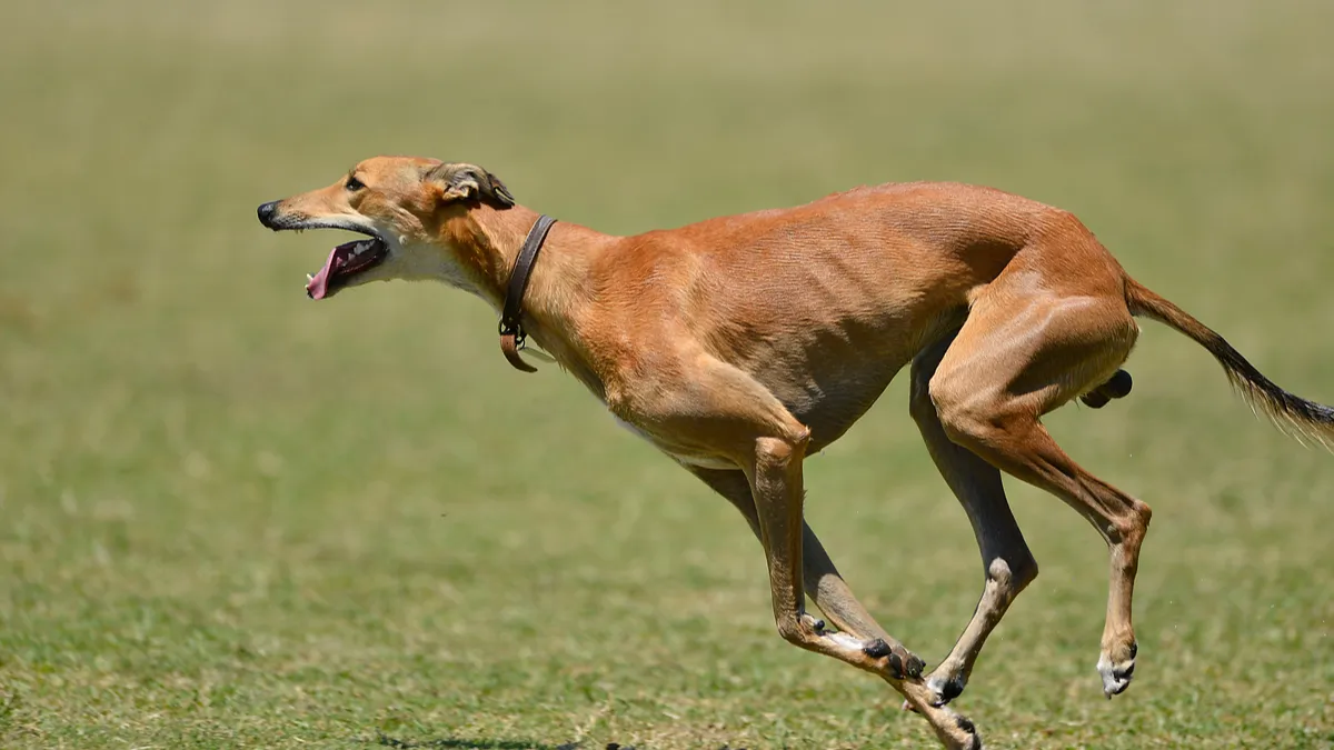 Greyhound : tout savoir sur le lévrier Greyhound