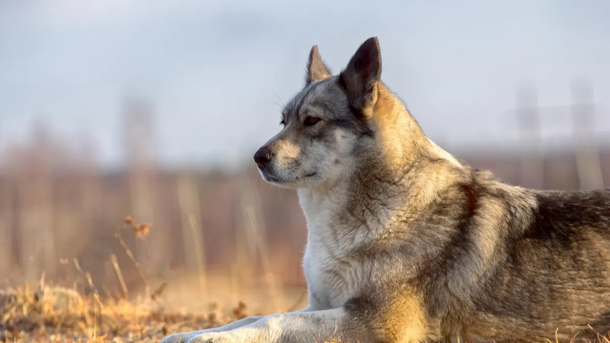 Laika : tout savoir sur cette race de chien