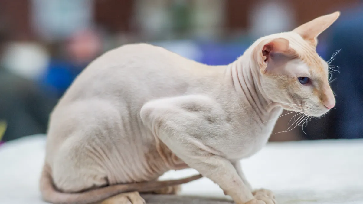 Peterbald : tout savoir sur cette race de chats