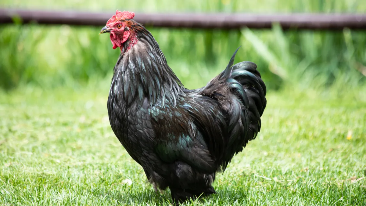 Poule cochin : tout savoir sur cette poule domestique