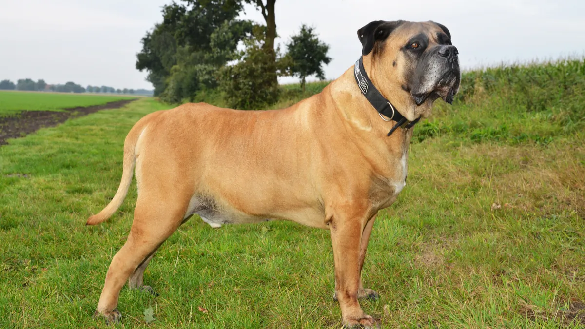 Boerbull : tout savoir sur le chien Boerboel