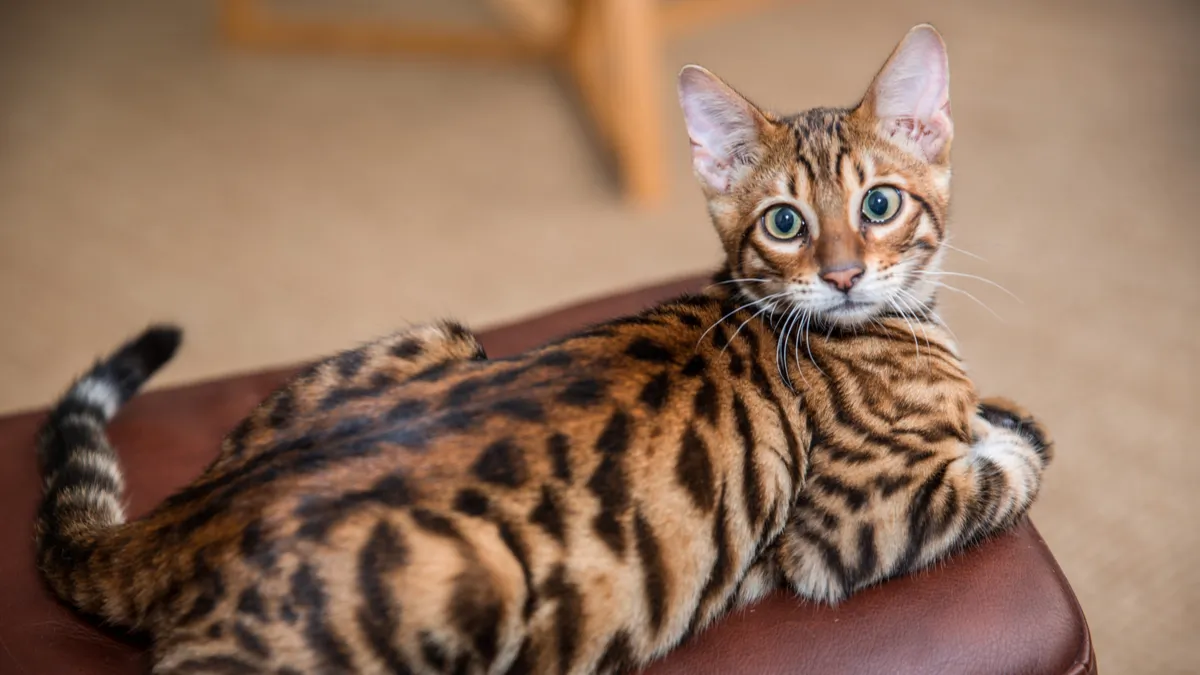 Toyger : tout savoir sur cette race de chats