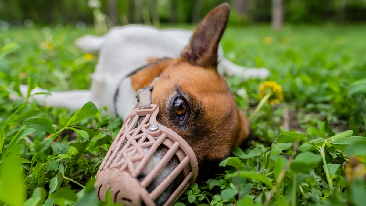 Muselière : comment bien choisir la muselière de son chien ?