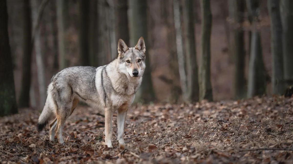 Chien loup de Saarloos : tout savoir sur ce chien