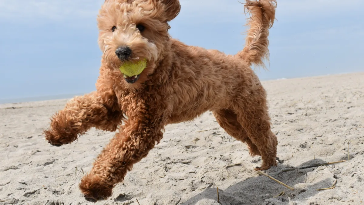 Goldendoodle : tout savoir sur ce type de chien