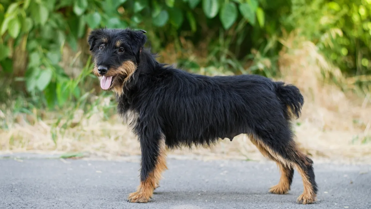 Jagdterrier : tout sur le terrier de chasse allemand