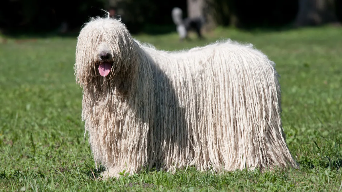 Komondor : tout savoir sur cette race de chien