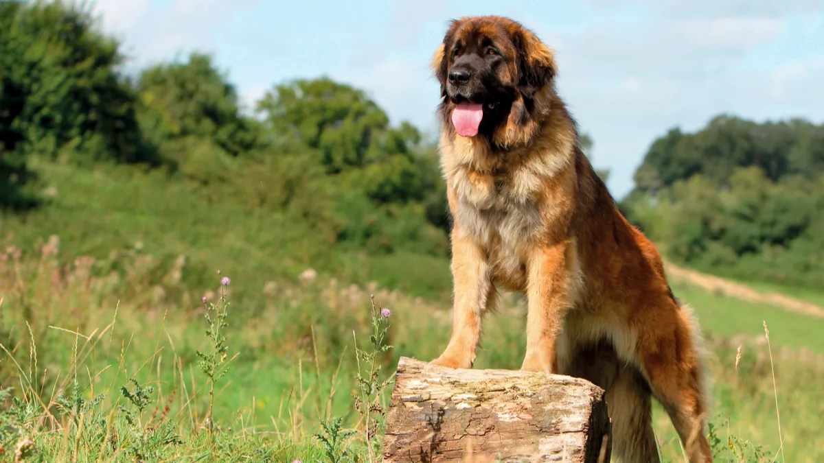 Leonberger : tout savoir sur le chien de Leonberg