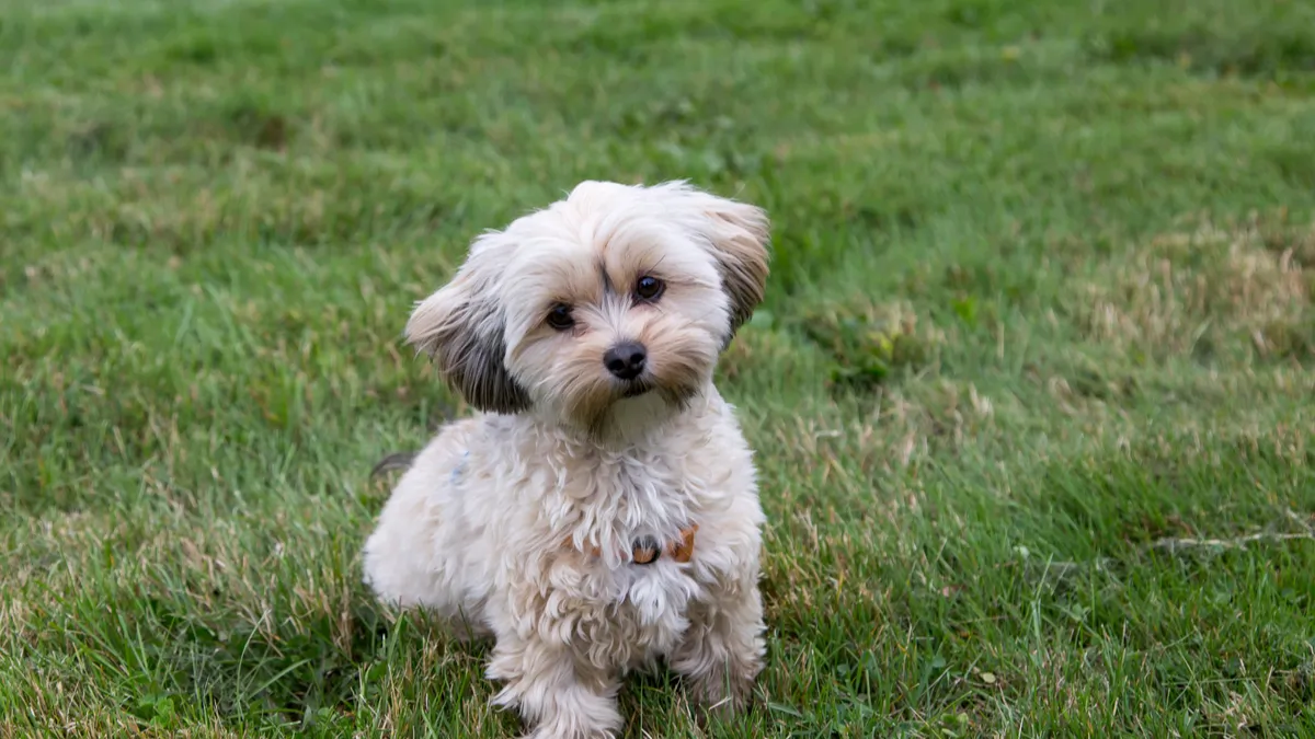 Morkie : tout savoir sur cette race de chiens