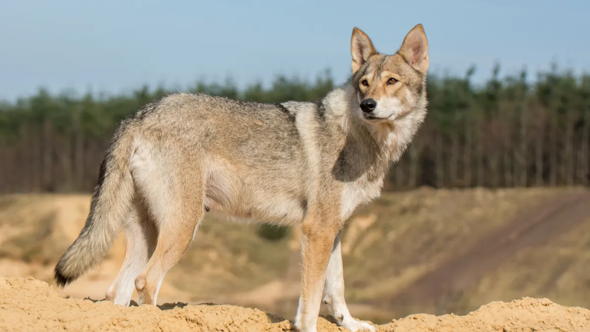 Tamaskan : tout savoir sur ce chien-loup