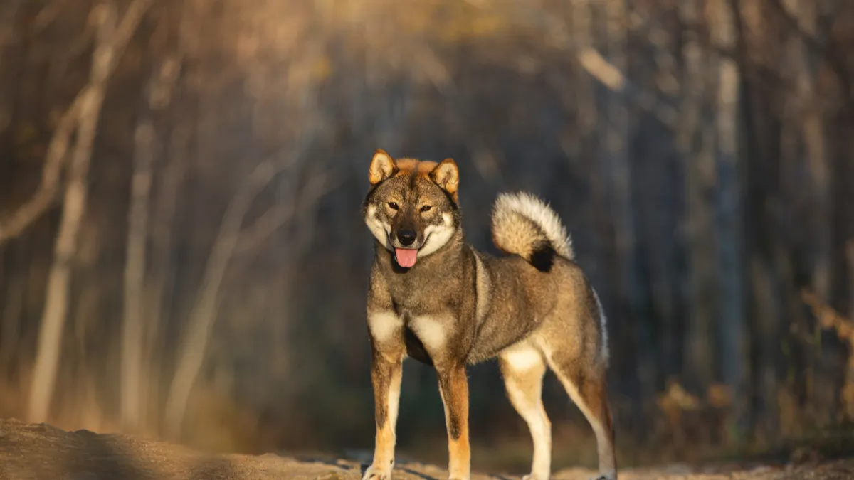 Shikoku : tout savoir sur le chien de Kôchi