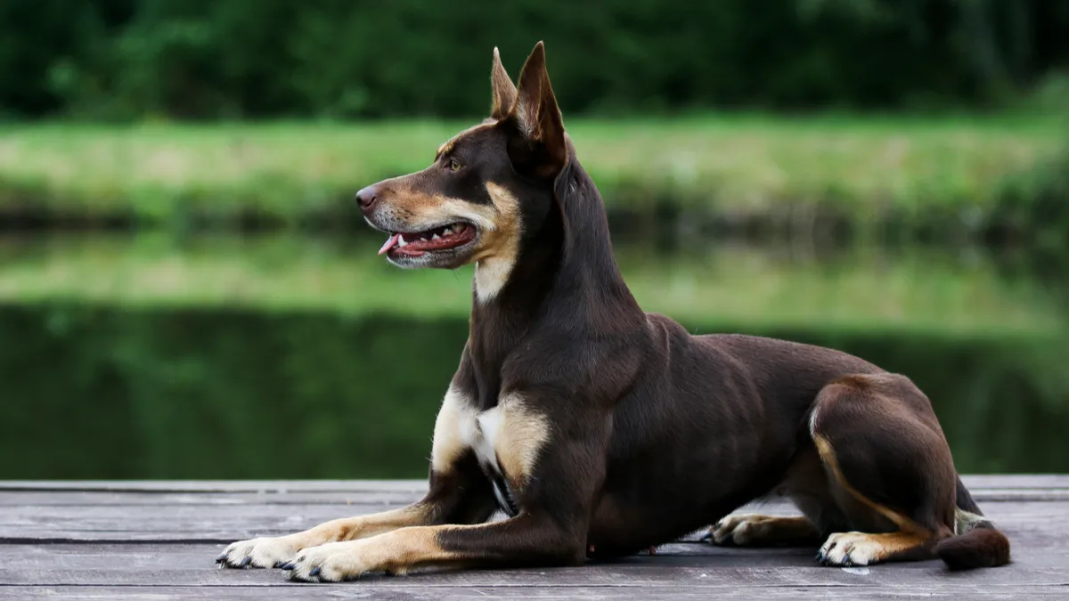 Kelpie : tout savoir sur le berger australien